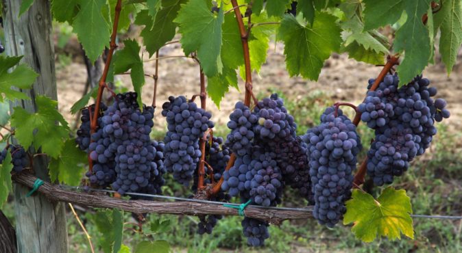 Виноград на Дальнем востоке: посадка, уход, выбираем сорта для Приморья