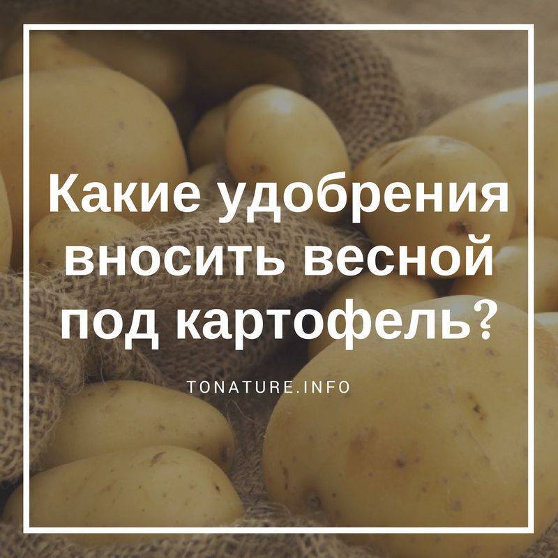 Сорта картофеля с названиями по алфавиту: характеристика, описание, урожайность