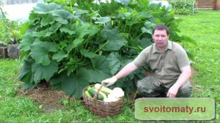 Особенности выращивания кабачков в открытом грунте