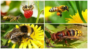 Главные признаки, как отличить осу от пчелы