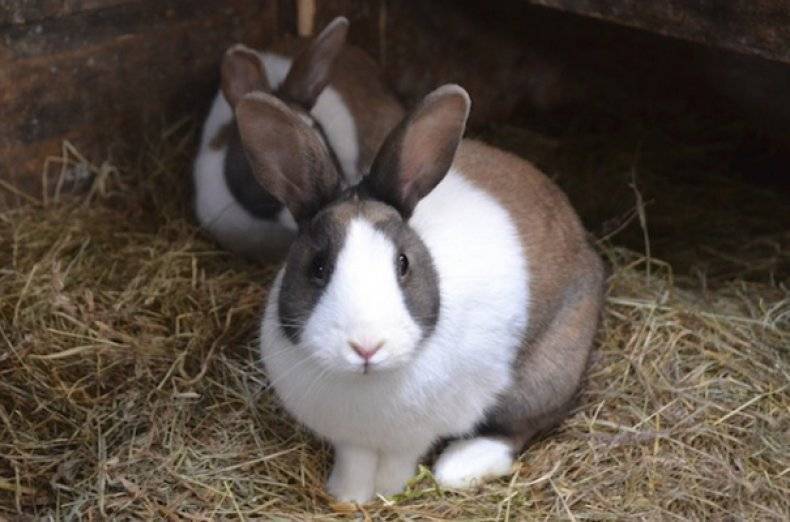Способы эффективного лечения ринита у кроликов