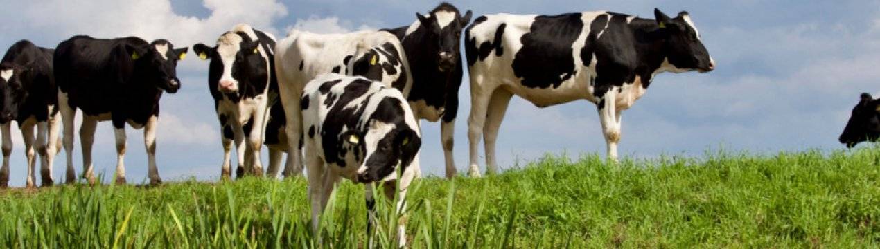 Спаривание коров: виды и описание случки