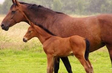 Как рожают лошади: спаривание, содержание беременной лошади и роды