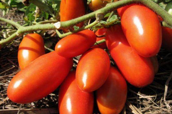 Розовая стелла – полное описание ухода за сибирским томатом