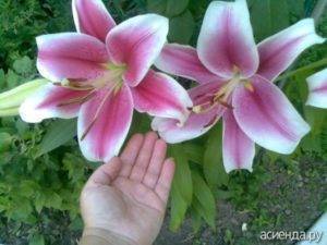 Белая лилия - вред и польза. запах лилии опасен