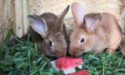 Можно ли кроликам давать арбузные корки