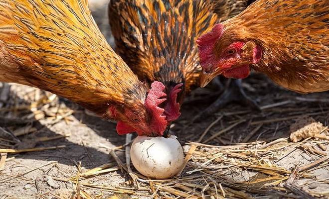 Вывод цыплят наседкой: как подготовить, какие яйца подойдут, контроль развития