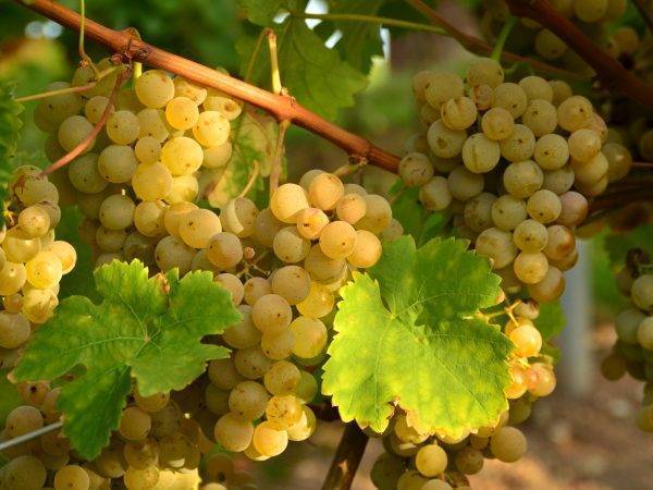 Размножение винограда одревесневшими черенками – инструкция для новичков