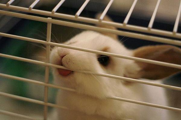 Почему кролики грызут клетки и что с этим делать