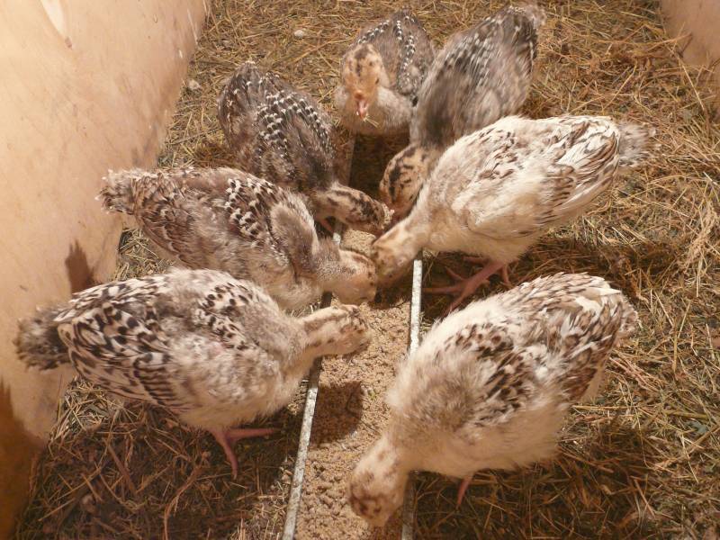 Индюшата (24 фото): выращивание и уход за птенцами от 0 до 4 месяцев. чем кормить суточных птиц? как вырастить индюка в домашних условиях без потерь?