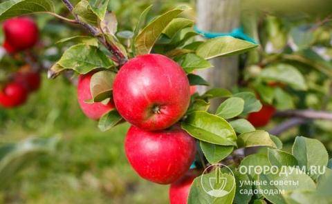 Описание яблони «антей»: отзывы садоводов о сорте