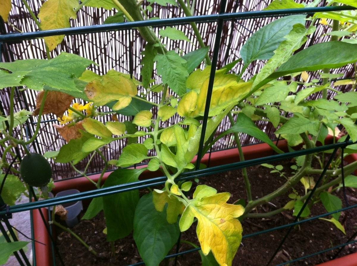 Желтеют листья у рассады томатов – что делать