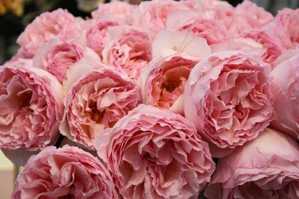 О розе юбилей принца монако (jubile du prince de monaco), сорт розы флорибунда