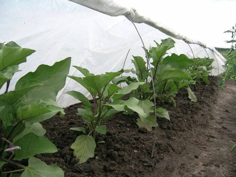 Агротехника выращивания баклажанов в теплице