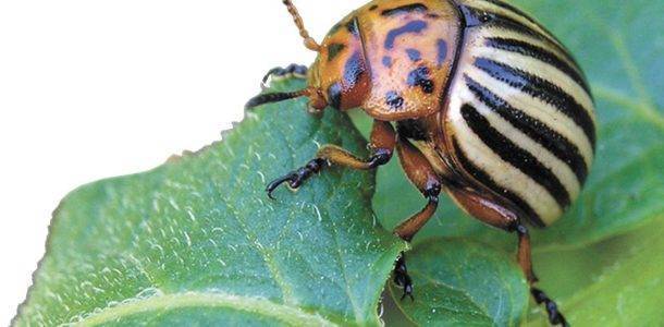 Как защитить баклажаны от колорадского жука: обработать народными средствами или химией