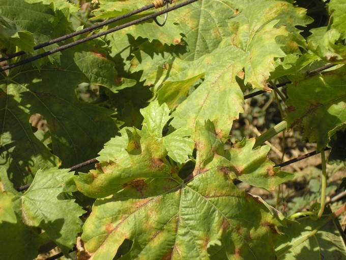 Когда и почему сохнут листья у винограда и что делать в этих ситуациях?