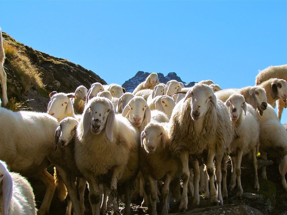 Романовская порода овец: содержание и разведение