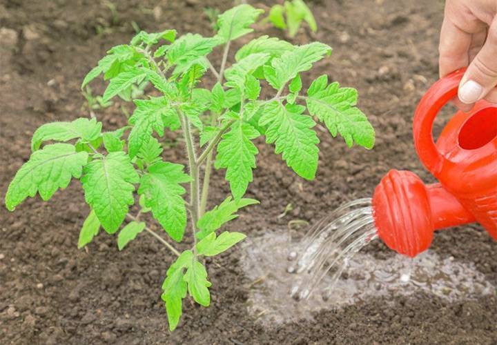 Подкормки для томатов и перцев: закладываем хороший урожай