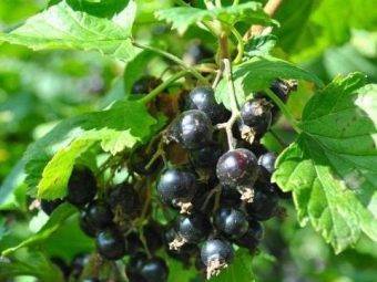 Смородина черная: какие причины того, что ягода не плодоносит