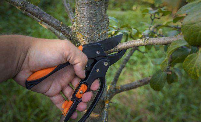 Как правильно обрезать деревья - санитарная обрезка плодовых деревьев (фото)