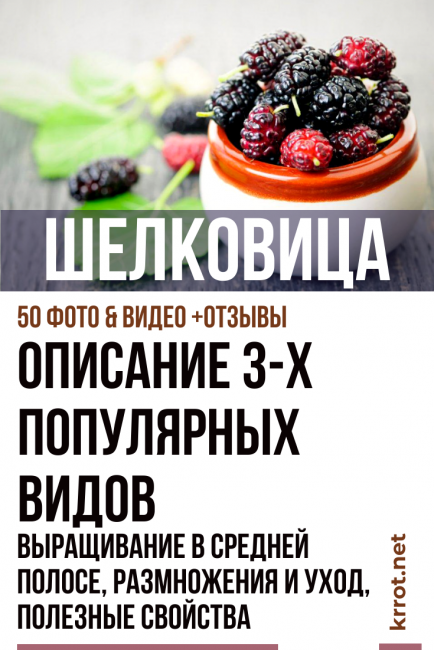 Сорта шелковицы с черными плодами: выращивание, уход, описание, характеристики и отзывы