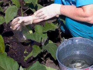Как правильно поливать рассаду на подоконнике, в теплице и грунте