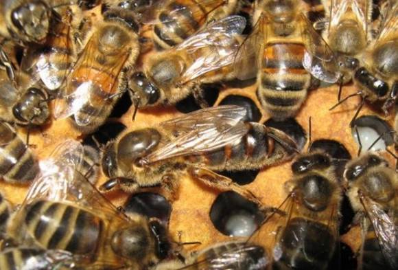Порода пчёл бакфаст и их характеристика