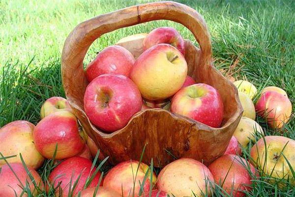Прекрасная яблоня услада: описание, фото
