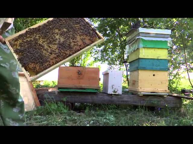 Объединение пчелиных семей в августе и осенью перед зимовкой
