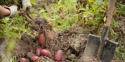 Как получить 700 кг картофеля с сотки: огородники делают неправильно 6 вещей