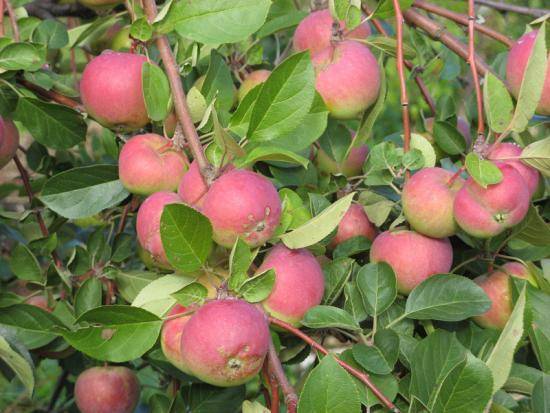 О яблоне ВЭМ розовый: описание сорта, характеристики, агротехника, выращивание