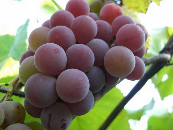 Сорта винограда для вина: секреты виноделия и обзор лучших сортов. рекомендации по посадке и сбору урожая (110 фото и видео)