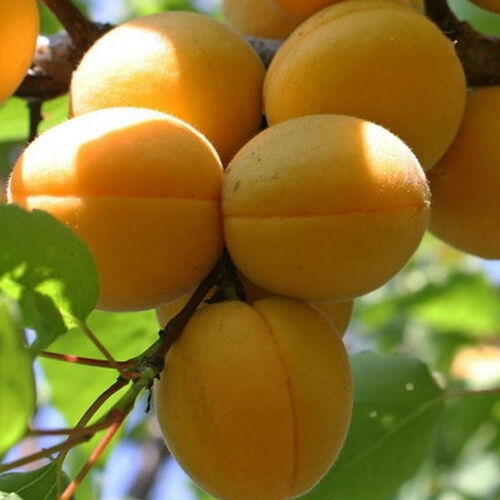 Особенности посадки и ухода за сортом абрикоса амур