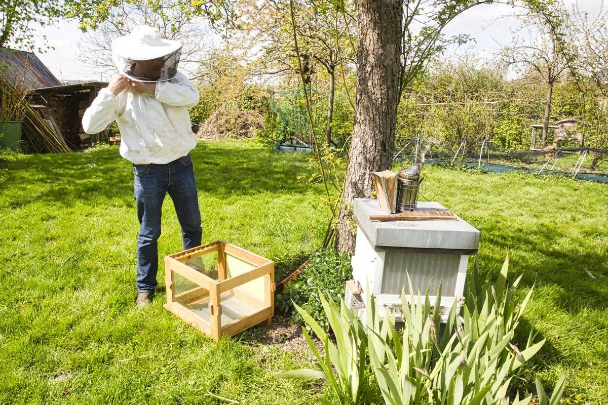 Предназначение рабочих пчёл