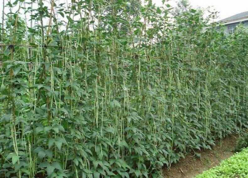 Выращивание и особенности спаржевой фасоли сорта вигна, применение и хранение урожая