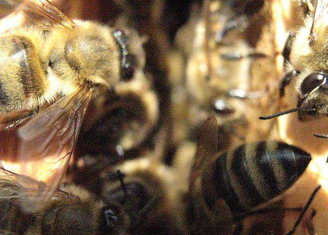 Объединение пчелосемей