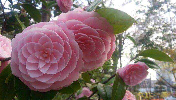 О японских цветах: описание и характеристики, посадка и уход, агротехника цветов