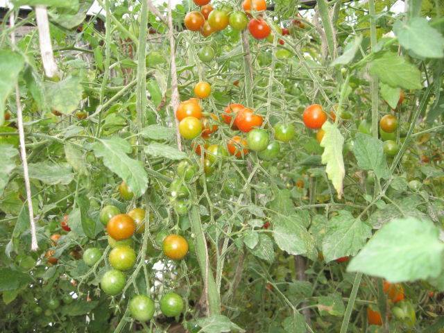 Томат "черная гроздь": описание сорта, характеристики плодов-помидоров, рекомендации по уходу и выращиванию, а так же фото и видео-материалы