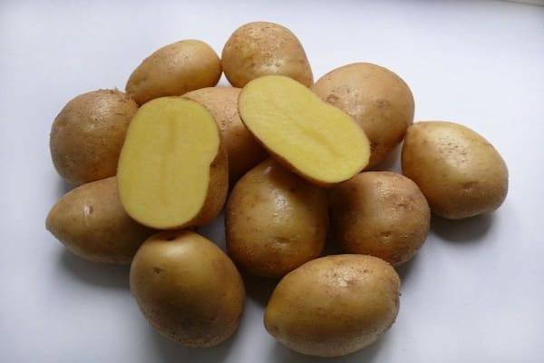 Картофель коломбо: описание сорта, его характеристика и фото