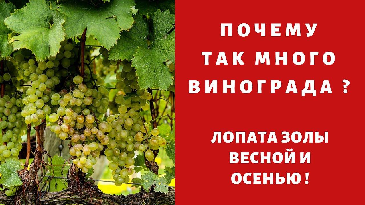 Виноград весной обработка и подкормка от опытного агронома