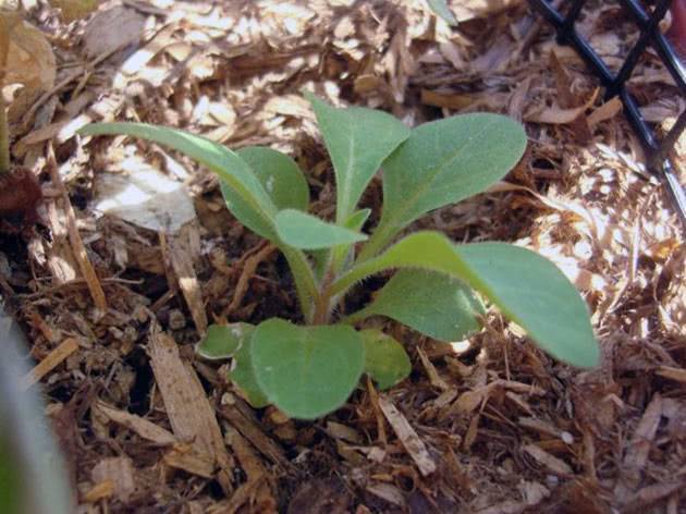 Когда садить петунию на рассаду в сибири? как правильно ее сеять? особенности выращивания