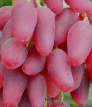 Виноград дубовский розовый — урожайный, крупноплодный сорт: характеристики и уход