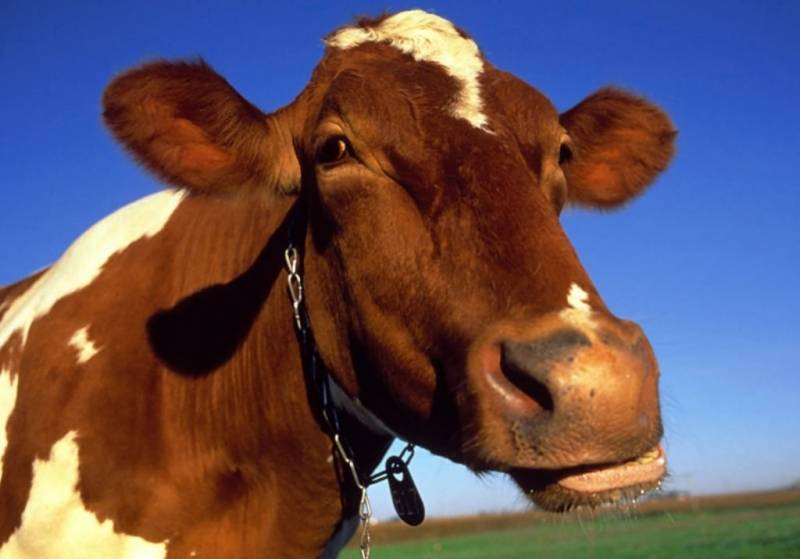 Как лечат туберкулез у коров?