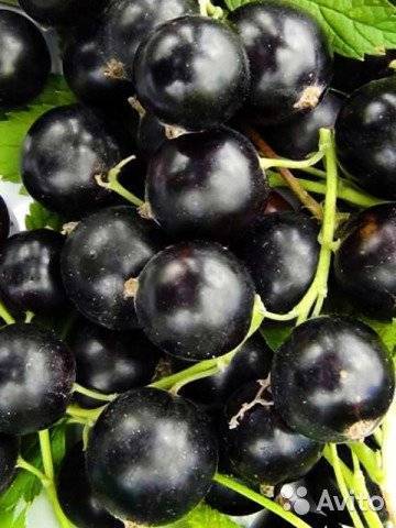 Зимостойкий и нетребовательный сорт черной смородины «венера»