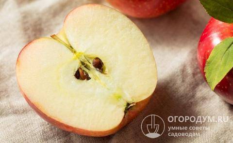 Как вырастить яблоню из семечки