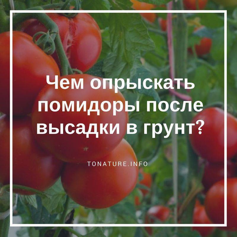 Чем обработать помидоры от фитофторы? народные методы борьбы с фитофторозом. болезни помидоров