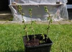Выращивание красной смородины – пошаговая инструкция