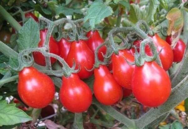 Грушевидные томаты