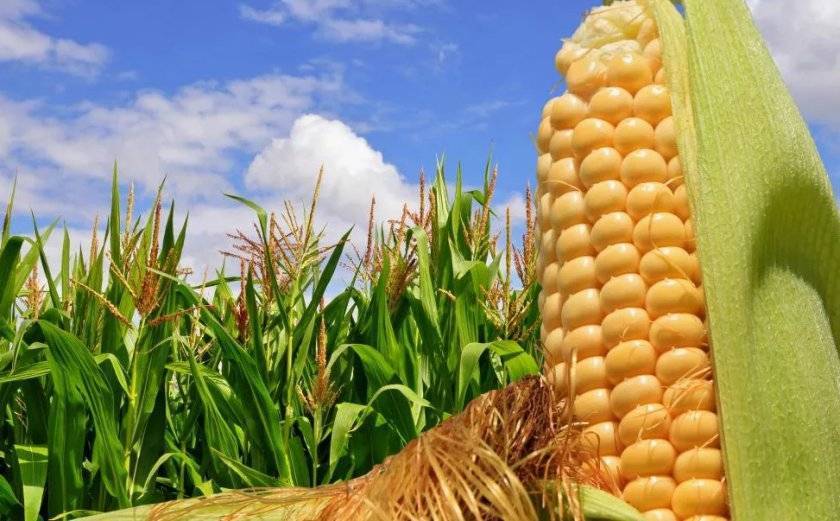 Как вырастить кукурузу от а до я. лучший сорт кукурузы — советы