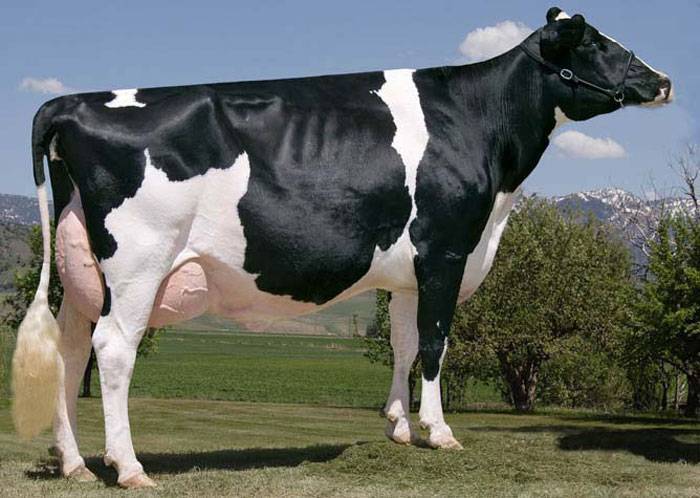 О коровьем молоке: сколько в среднем в день дает молока, как определить жирность